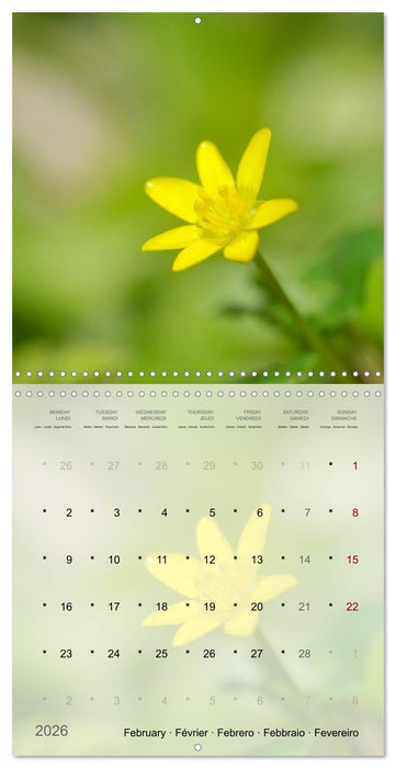 Éclosion de couleurs (CALVENDO Calendrier mensuel 2026)