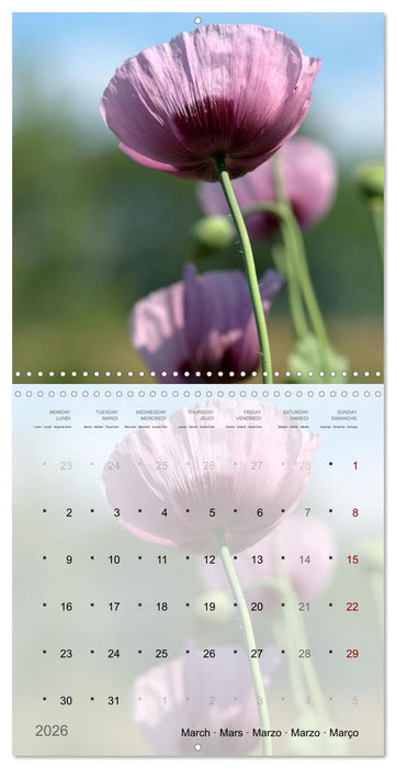 Éclosion de couleurs (CALVENDO Calendrier mensuel 2026)