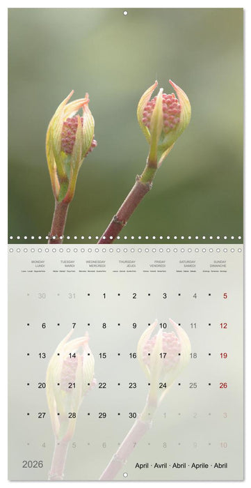 Éclosion de couleurs (CALVENDO Calendrier mensuel 2026)