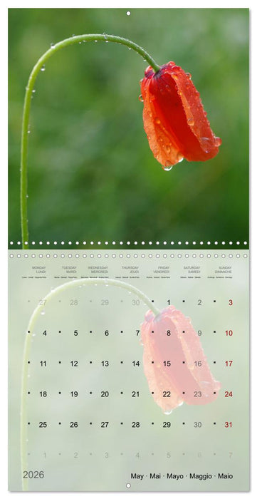 Éclosion de couleurs (CALVENDO Calendrier mensuel 2026)