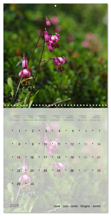 Éclosion de couleurs (CALVENDO Calendrier mensuel 2026)