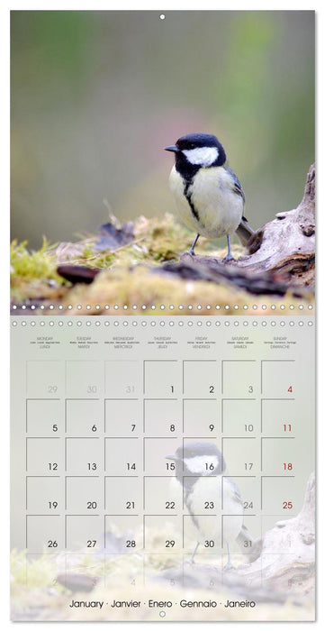 Le jardin des mésanges (CALVENDO Calendrier mensuel 2026)