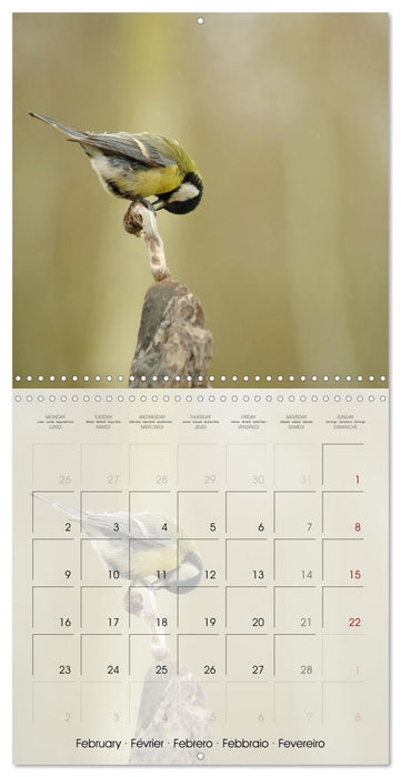 Le jardin des mésanges (CALVENDO Calendrier mensuel 2026)