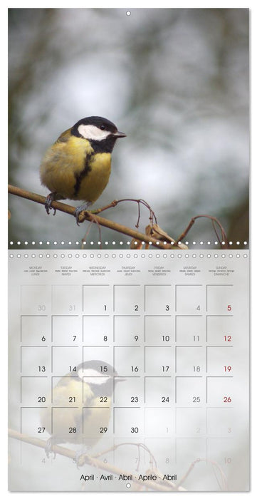 Le jardin des mésanges (CALVENDO Calendrier mensuel 2026)