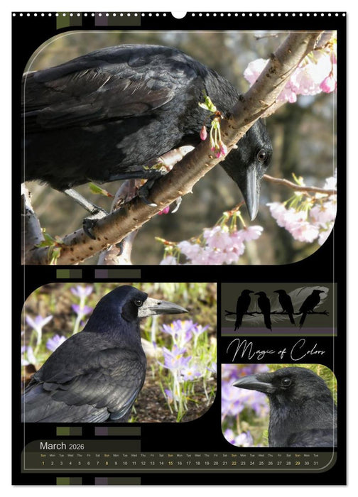Crows - Through the Seasons (CALVENDO Monthly Calendar 2026)