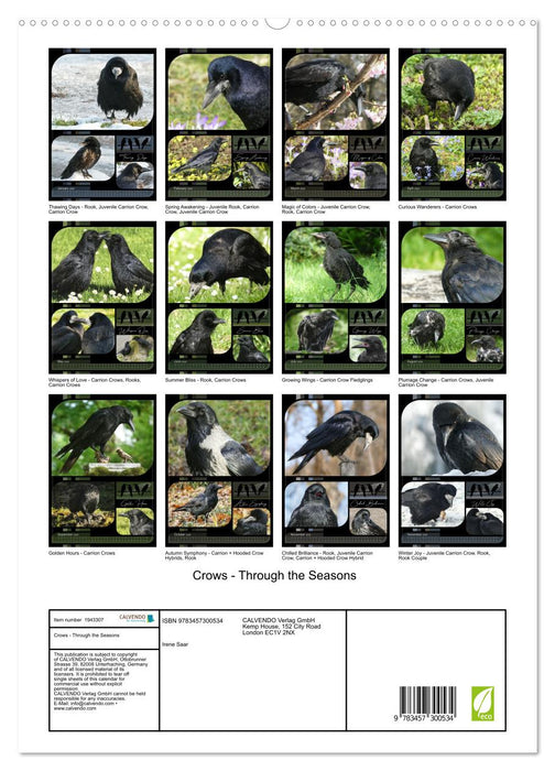 Crows - Through the Seasons (CALVENDO Premium-Calendar 2026)