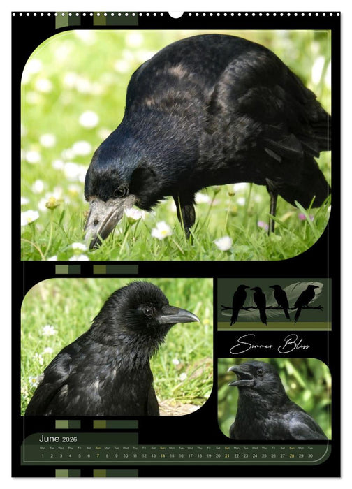 Crows - Through the Seasons (CALVENDO Premium-Calendar 2026)