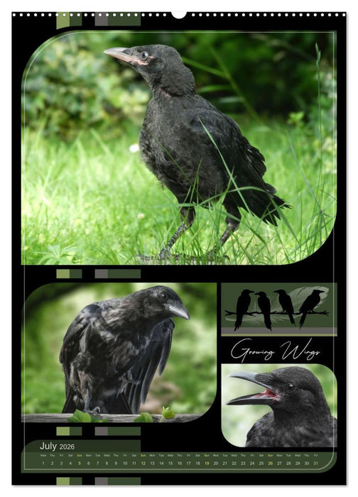 Crows - Through the Seasons (CALVENDO Premium-Calendar 2026)