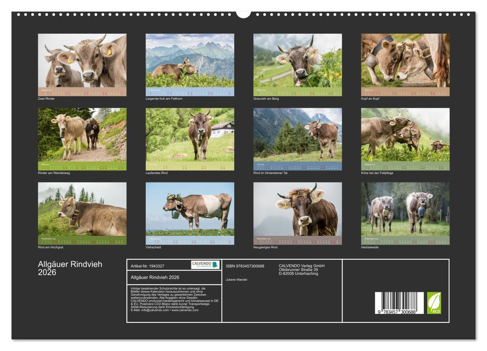 Allgäuer Rindvieh 2026 (CALVENDO Premium Wandkalender 2026)