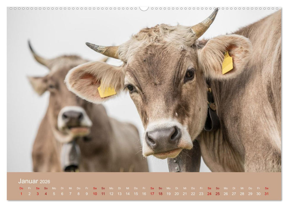 Allgäuer Rindvieh 2026 (CALVENDO Premium Wandkalender 2026)