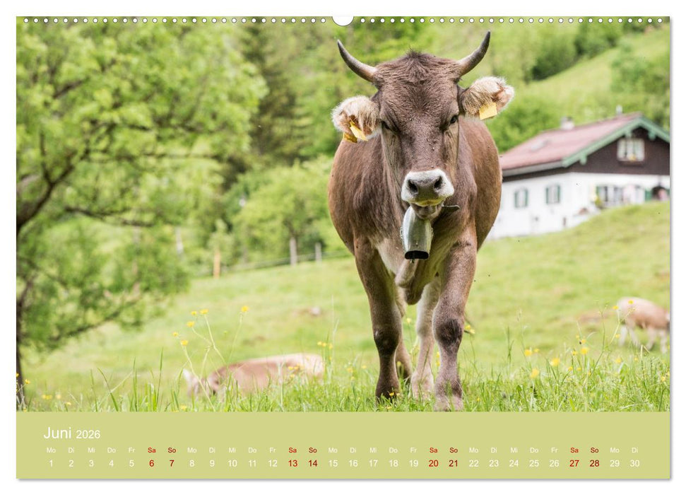 Allgäuer Rindvieh 2026 (CALVENDO Premium Wandkalender 2026)