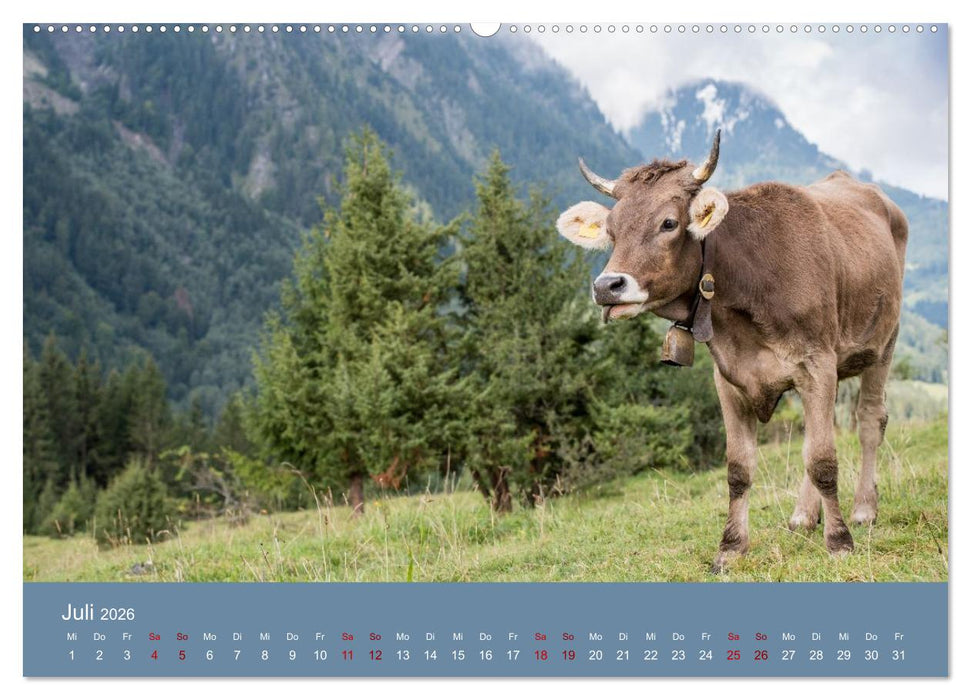 Allgäuer Rindvieh 2026 (CALVENDO Premium Wandkalender 2026)