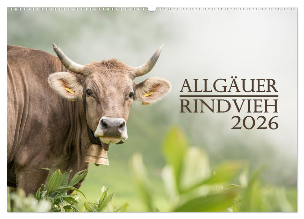 Allgäuer Rindvieh 2026 (CALVENDO Wandkalender 2026)