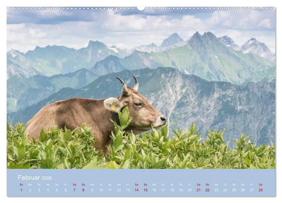Allgäuer Rindvieh 2026 (CALVENDO Wandkalender 2026)