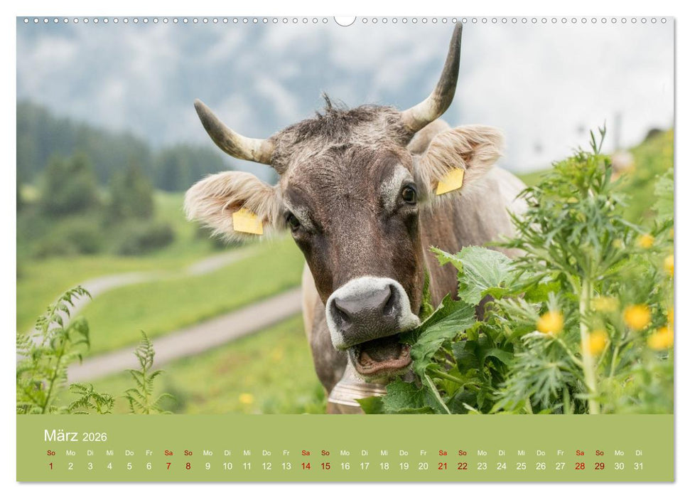 Allgäuer Rindvieh 2026 (CALVENDO Wandkalender 2026)