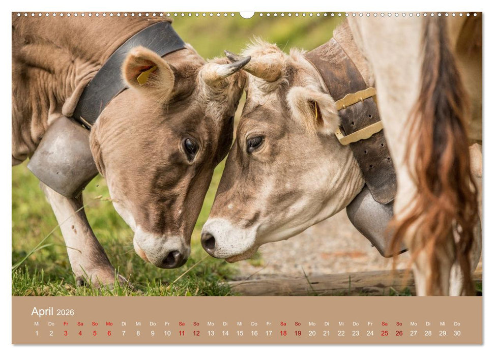 Allgäuer Rindvieh 2026 (CALVENDO Wandkalender 2026)