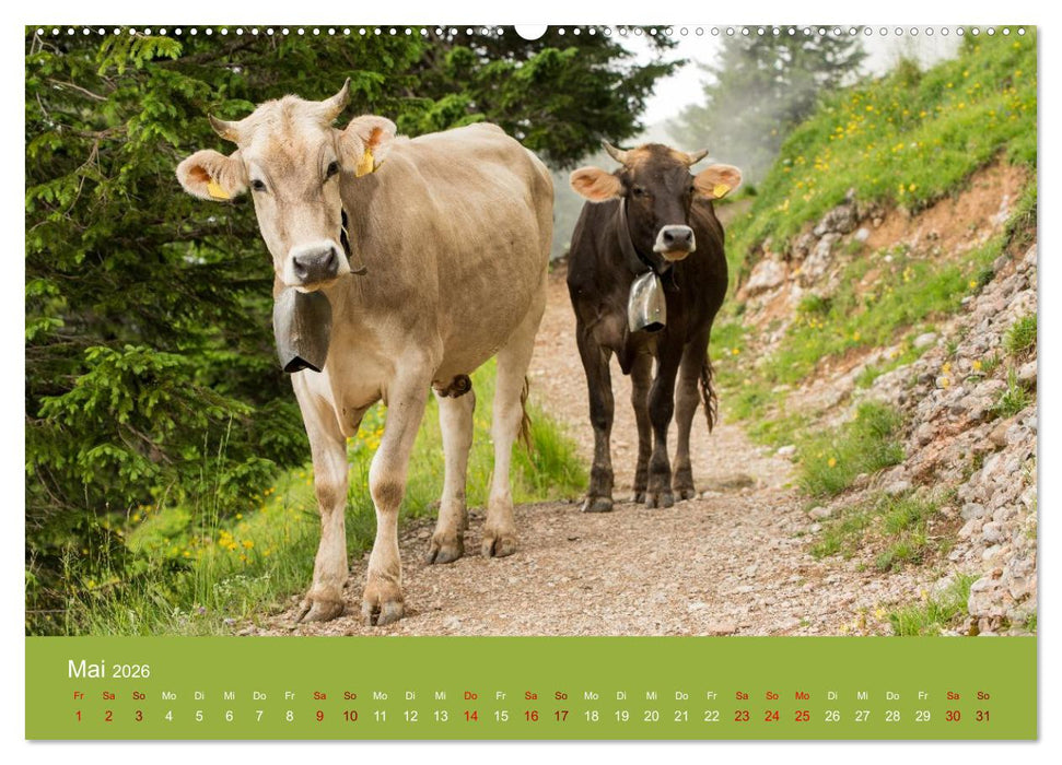 Allgäuer Rindvieh 2026 (CALVENDO Wandkalender 2026)