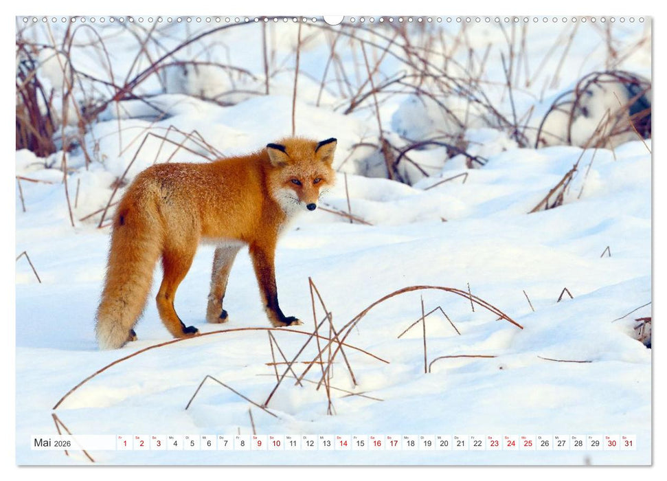 Wildes Japan - Hokkaido im Winter (CALVENDO Wandkalender 2026)