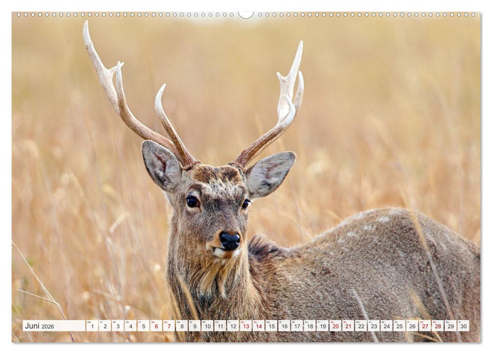 Wildes Japan - Hokkaido im Winter (CALVENDO Wandkalender 2026)