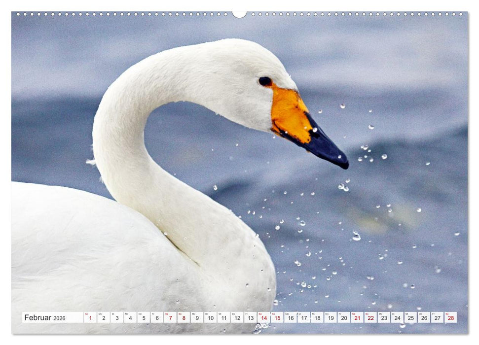 Wildes Japan - Hokkaido im Winter (CALVENDO Premium Wandkalender 2026)