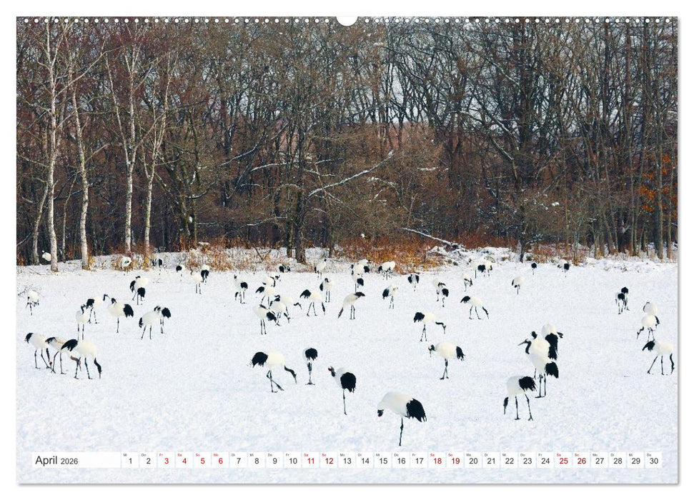 Wildes Japan - Hokkaido im Winter (CALVENDO Premium Wandkalender 2026)