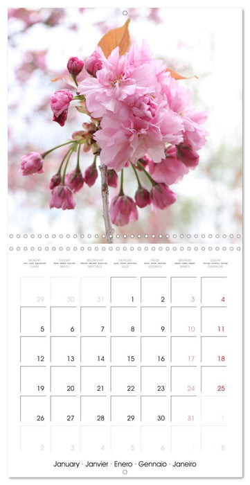 Temps des cerisiers en fleurs (CALVENDO Calendrier mensuel 2026)