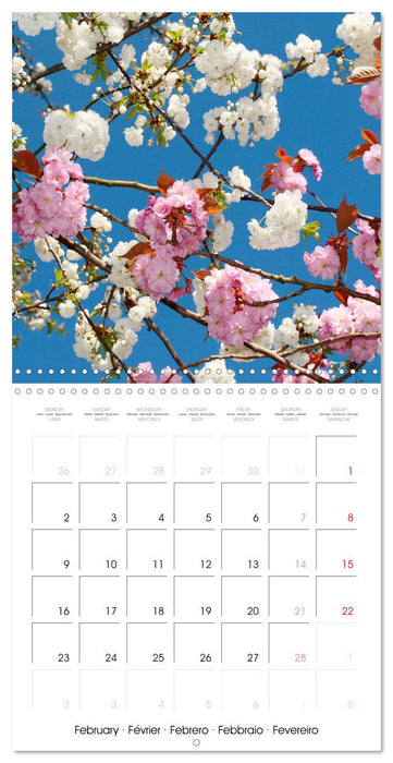 Temps des cerisiers en fleurs (CALVENDO Calendrier mensuel 2026)