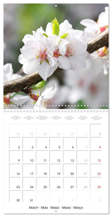 Temps des cerisiers en fleurs (CALVENDO Calendrier mensuel 2026)
