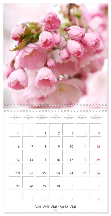 Temps des cerisiers en fleurs (CALVENDO Calendrier mensuel 2026)