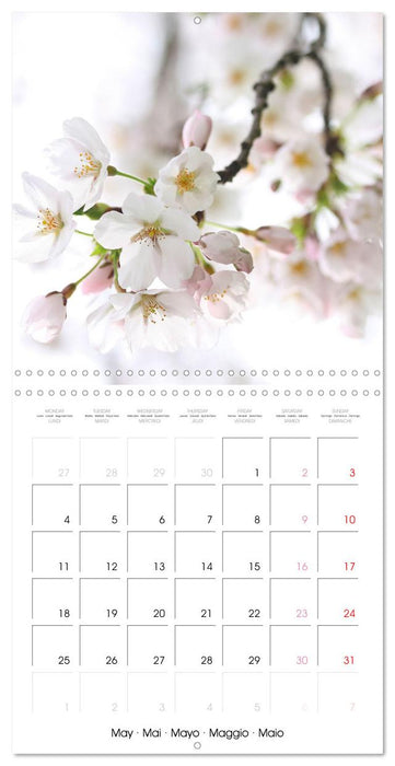 Temps des cerisiers en fleurs (CALVENDO Calendrier mensuel 2026)