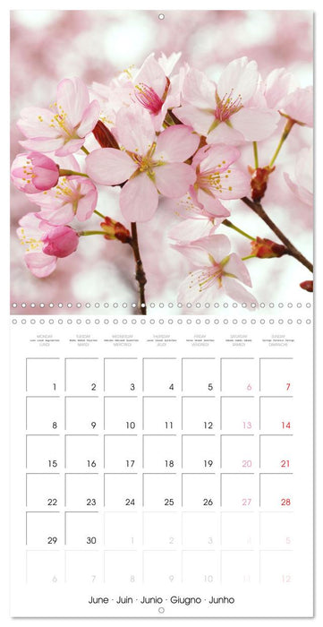 Temps des cerisiers en fleurs (CALVENDO Calendrier mensuel 2026)