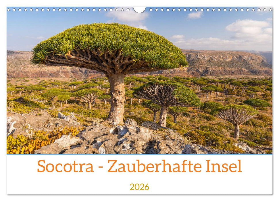 Socotra - Zauberhafte Insel (CALVENDO Wandkalender 2026)