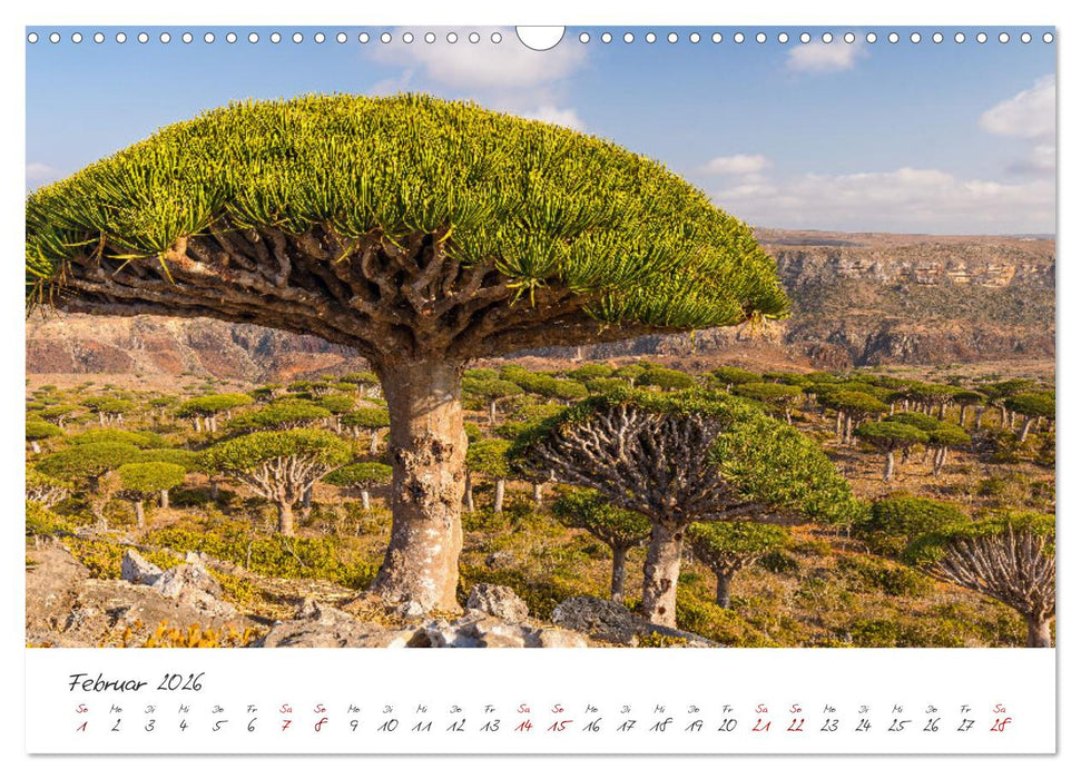 Socotra - Zauberhafte Insel (CALVENDO Wandkalender 2026)