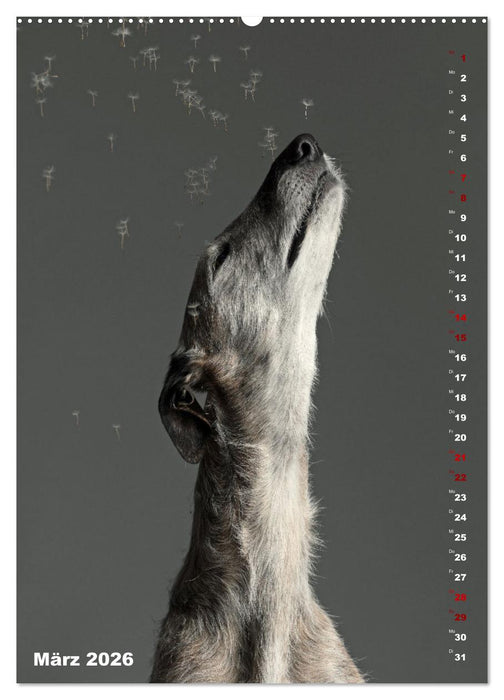 dogmuse deluxe (CALVENDO Wandkalender 2026)