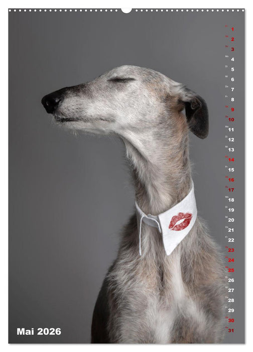dogmuse deluxe (CALVENDO Wandkalender 2026)
