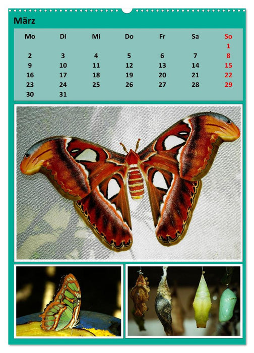 Karibik - Eindrücke einer Kreuzfahrt (CALVENDO Premium Wandkalender 2026)