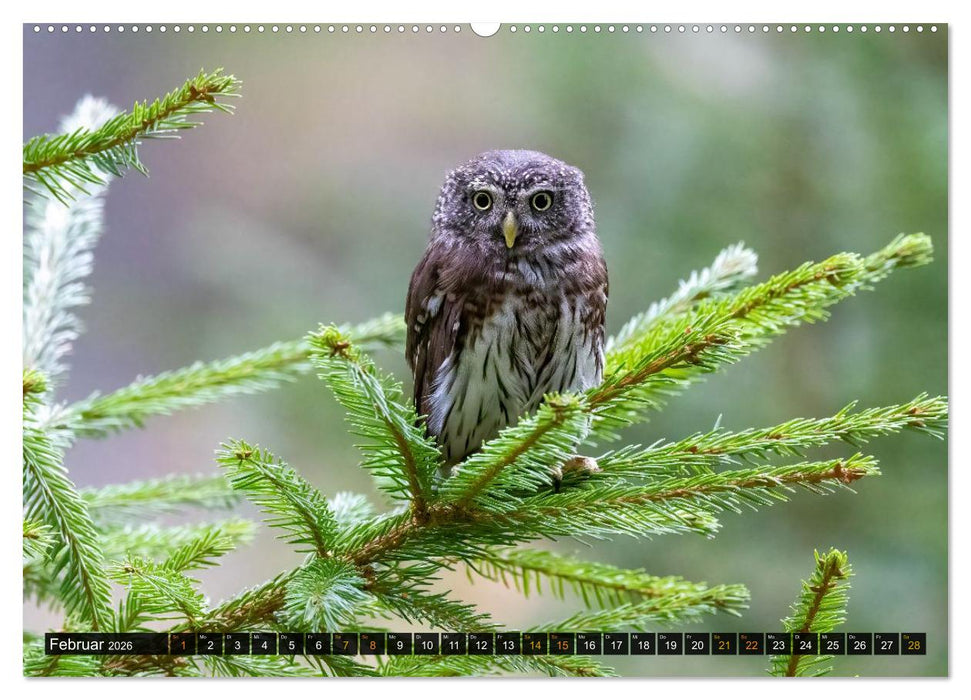Eulen - Flügel der Nacht (CALVENDO Wandkalender 2026)
