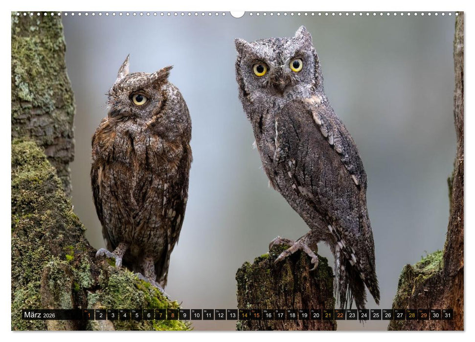 Eulen - Flügel der Nacht (CALVENDO Wandkalender 2026)