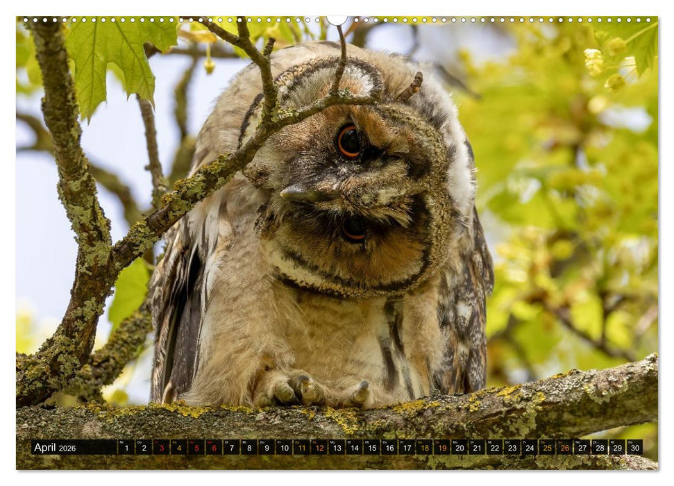 Eulen - Flügel der Nacht (CALVENDO Wandkalender 2026)