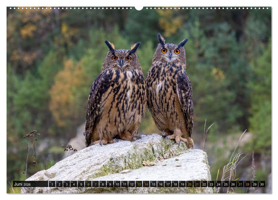 Eulen - Flügel der Nacht (CALVENDO Wandkalender 2026)