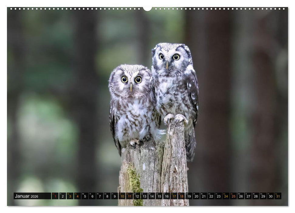 Eulen - Flügel der Nacht (CALVENDO Premium Wandkalender 2026)