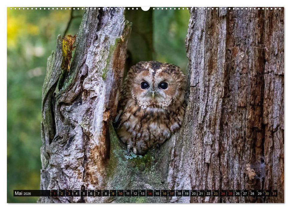 Eulen - Flügel der Nacht (CALVENDO Premium Wandkalender 2026)