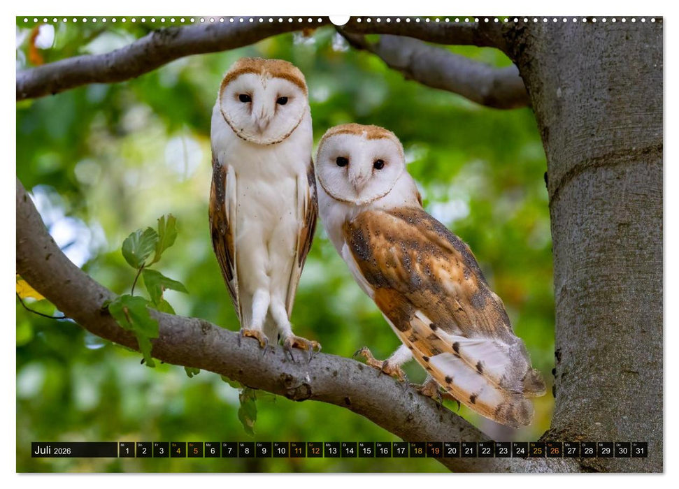 Eulen - Flügel der Nacht (CALVENDO Premium Wandkalender 2026)