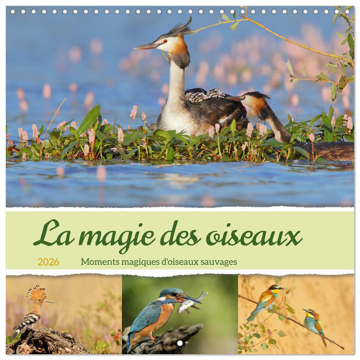 La magie des oiseaux (CALVENDO Calendrier mensuel 2026)