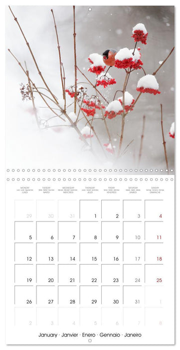 La magie des oiseaux (CALVENDO Calendrier mensuel 2026)