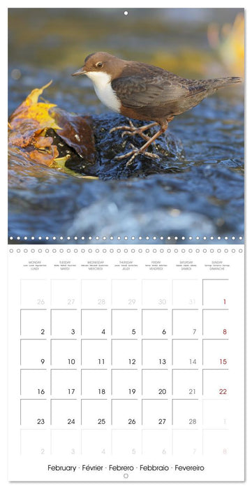 La magie des oiseaux (CALVENDO Calendrier mensuel 2026)