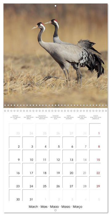 La magie des oiseaux (CALVENDO Calendrier mensuel 2026)