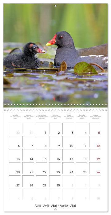 La magie des oiseaux (CALVENDO Calendrier mensuel 2026)