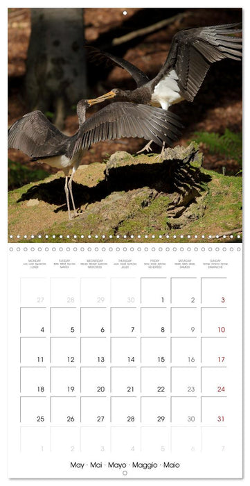 La magie des oiseaux (CALVENDO Calendrier mensuel 2026)