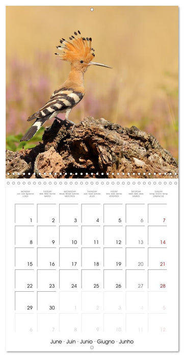 La magie des oiseaux (CALVENDO Calendrier mensuel 2026)
